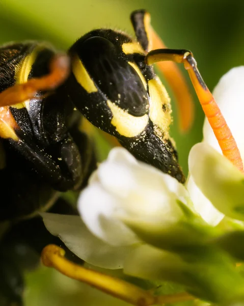 Avispa con ojos negros extrae polen de la flor — Foto de Stock