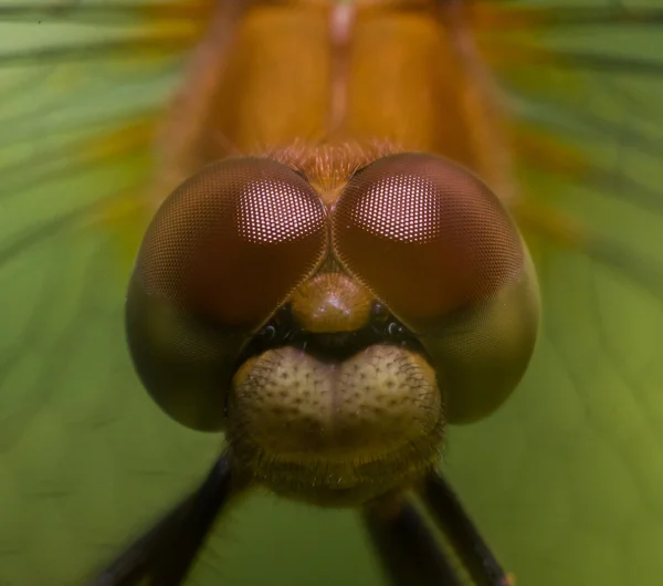 Dragonfly με κόκκινα μάτια πορτρέτο — Φωτογραφία Αρχείου