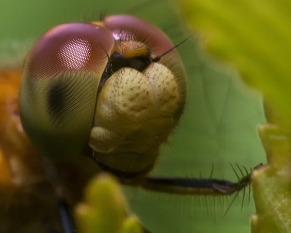 Close Up Retrato de Dragonfly Face — Fotografia de Stock