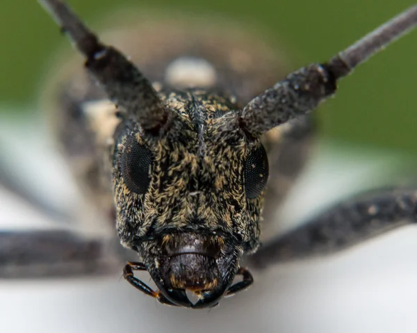 Close Up Retrato de Longhorn Cara de besouro — Fotografia de Stock