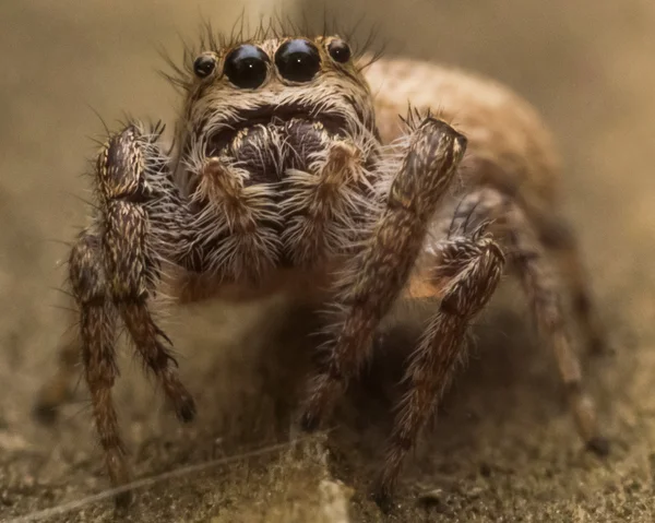 Araignée sauteuse marron avec Web — Photo