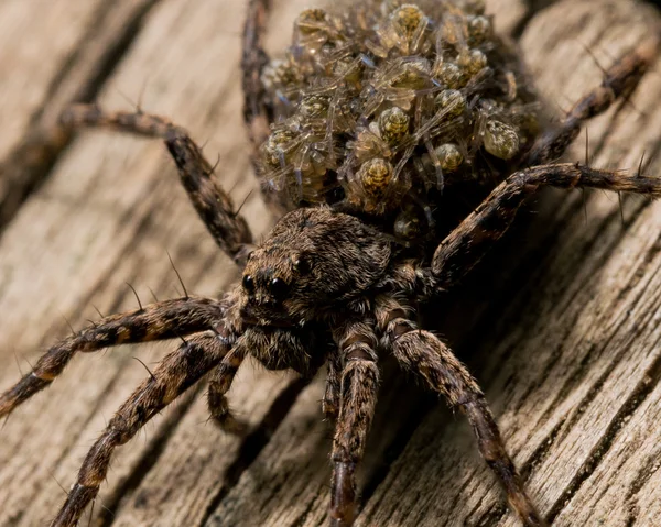 Aranha lobo carrega bebês nas costas — Fotografia de Stock