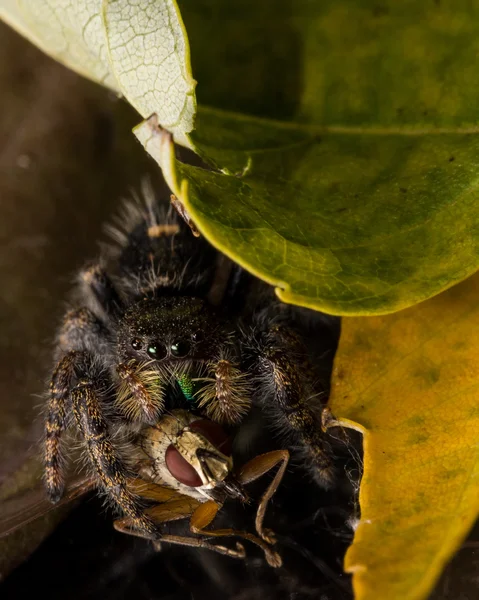 Black springen Spider eet Fly met rode ogen — Stockfoto