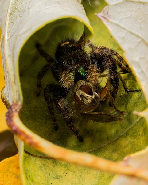 Black springen Spider eet Fly met rode ogen — Stockfoto