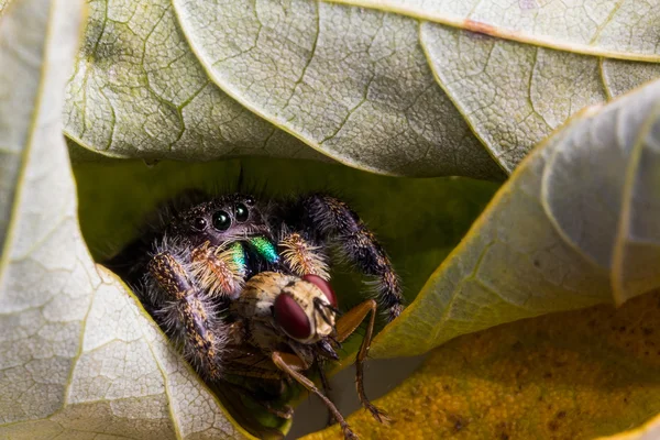 Black springen Spider eet Fly met rode ogen — Stockfoto