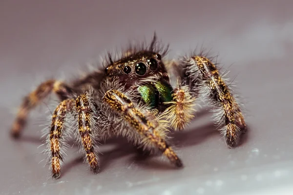 Araña saltadora marrón — Foto de Stock