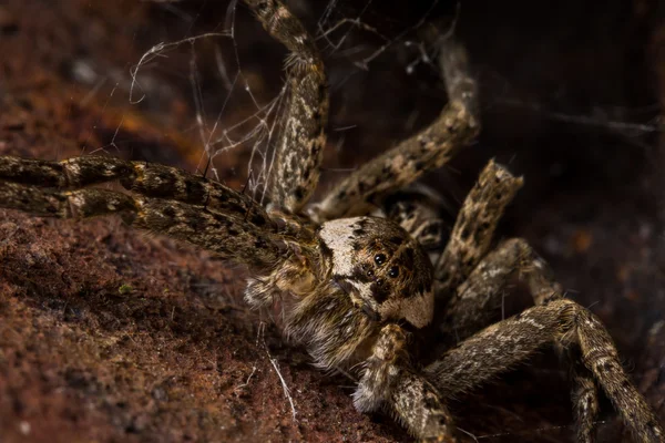 Bruin Wolf Spider huiden in Rusty Spot — Stockfoto