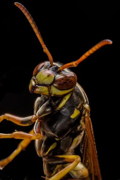 Papel vespa guardas ninho — Fotografia de Stock