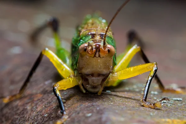 Grasshopper verde brillante en la superficie oxidada — Foto de Stock