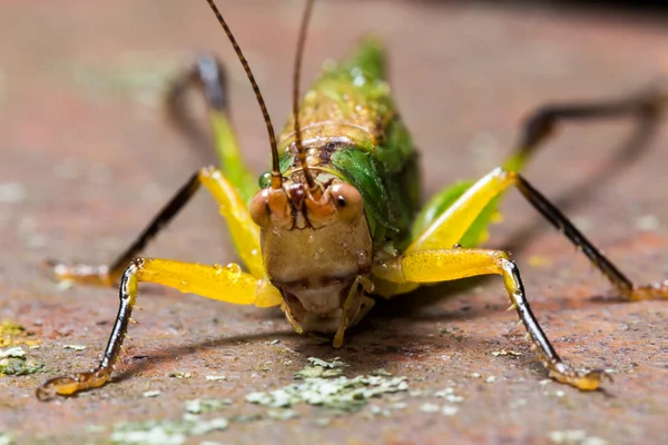 Grasshopper verde brillante y amarillo — Foto de Stock