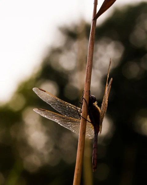 Sunset Dragonfly Sillhoette — Stock Photo, Image