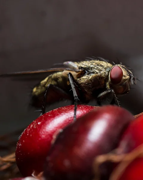 Volar con ojos rojos en maíz rojo — Foto de Stock