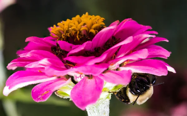 Roze bloem met Bumble bee onder — Stockfoto