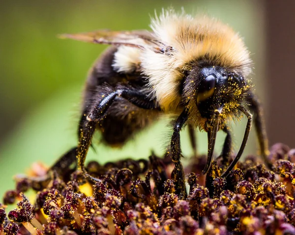 Hummel auf Sonnenblume — Stockfoto