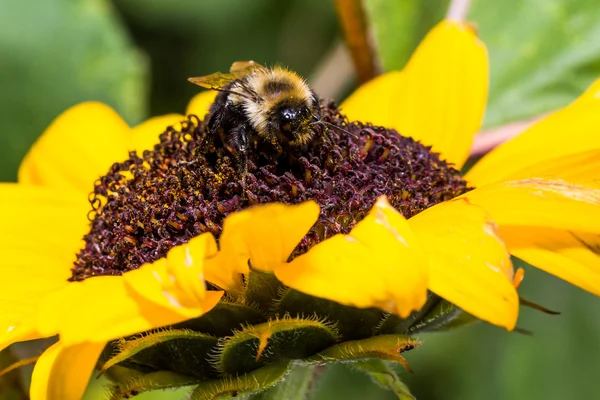 Ügyetlenkedik méh piros és sárga napraforgó — Stock Fotó