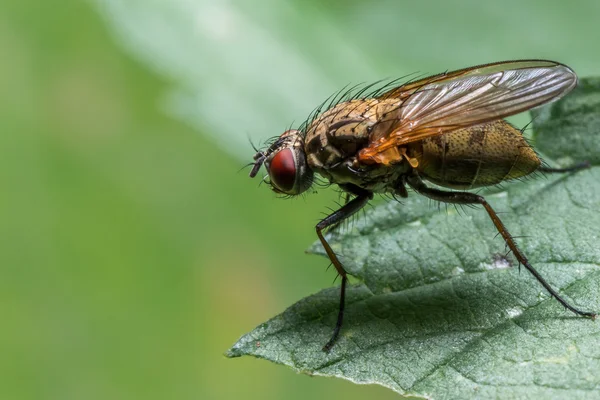 House Fly on Green Leaf — Stock Photo, Image