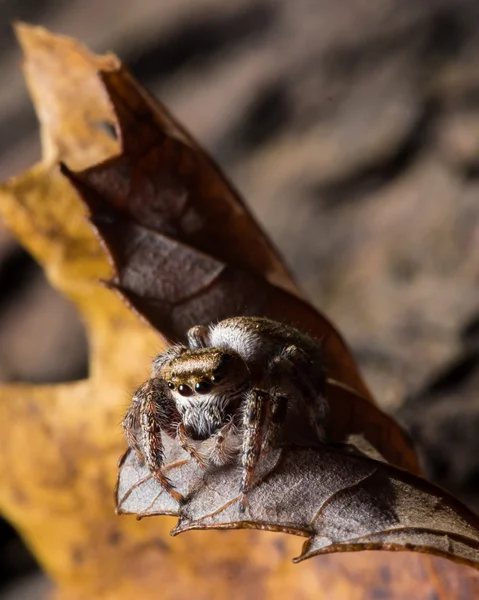 Brown Spider springen op geel blad — Stockfoto