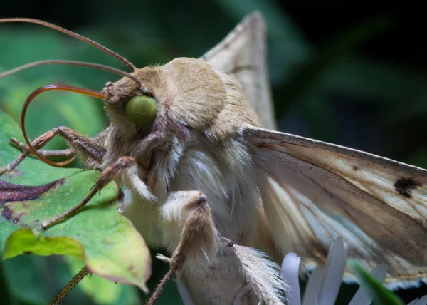 Moth with Bright Green Eyes Extends long Tongue — Stock Photo, Image