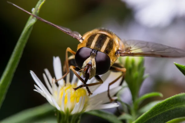 Hoverfly en retrato de Aster blanco — Foto de Stock