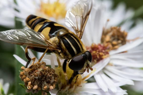 Hoverfly on White Aster Extracts Pollen — Stock Photo, Image