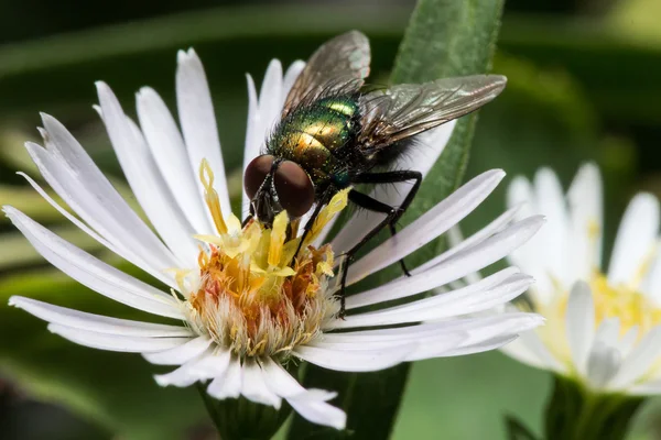 Λαμπερά πράσινες μύγα στο λευκό Aster — Φωτογραφία Αρχείου