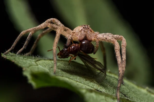 オオカミのクモが緑の葉でアリを食べる — ストック写真