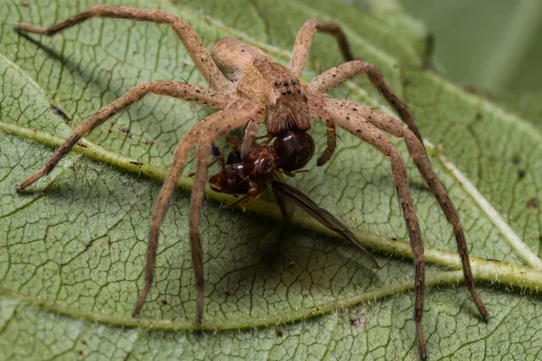 Wolf Spider eet Ant op groen blad — Stockfoto