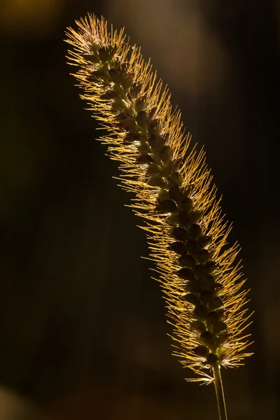 Primer plano de la luz del sol golpeando el grano de oro —  Fotos de Stock