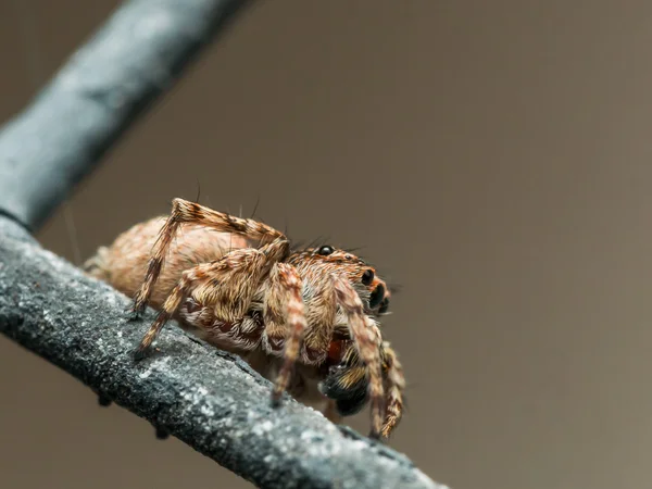Brown Spider in venster scherm springen — Stockfoto