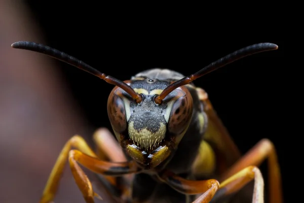 スズメバチは巣を守る — ストック写真