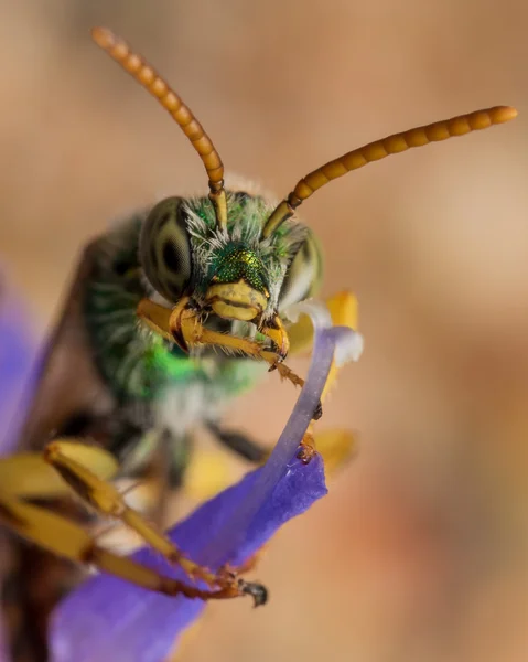 Grüne metallische Schweißbiene kreuzt Arme auf lila Blüte gerade — Stockfoto