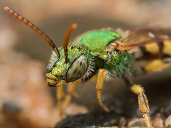 Green metallic sweat bee profile view — Stock Photo, Image