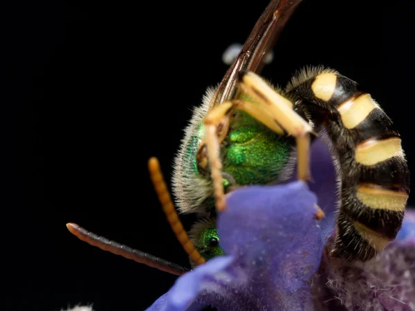 Green metallic sweat bee dives headfirst into purple flower for — Stock Photo, Image
