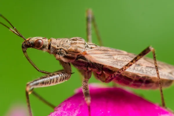 Vista de perfil del insecto asesino espinoso con ojos rojos en flor rosa — Foto de Stock