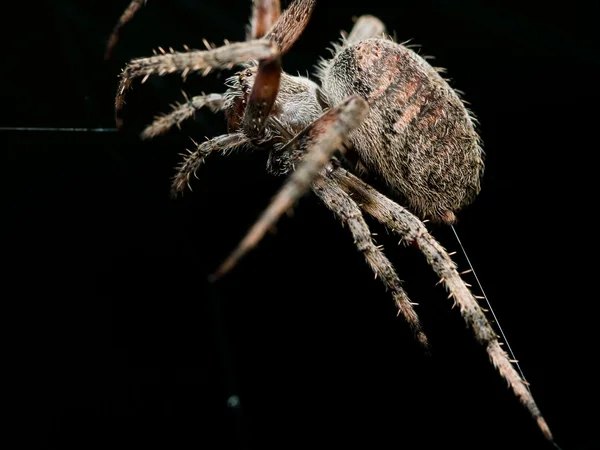 Orb Weaving spider legt Web close-up met zwarte achtergrond — Stockfoto