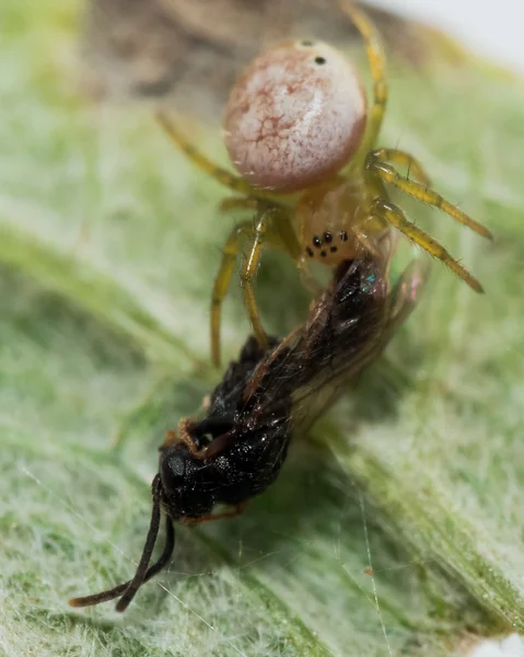 small orb weaving spider eats wasp on leaf