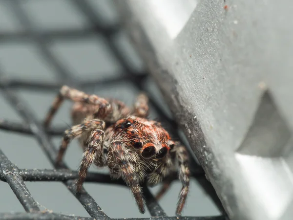 Cute adolescent jumping spider with big eyes hides next to windo