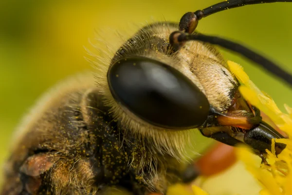 Great Golden Digger on Goldenrod — Stock Photo, Image