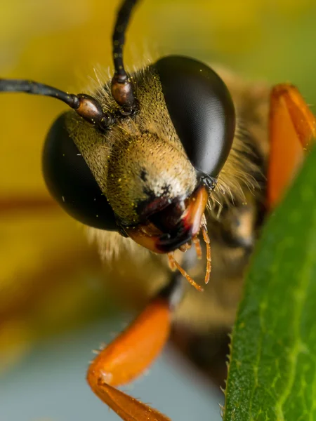 Close-up retrato de grande cavador dourado vespa rosto — Fotografia de Stock