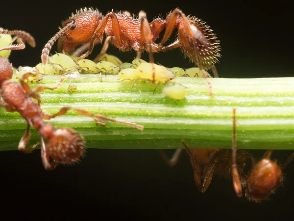 Red Ant rebaños pequeños pulgones verdes en tallo de planta verde con negro —  Fotos de Stock