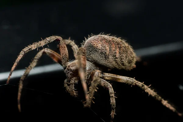 Orb Weaving spider legt Web close-up met zwarte achtergrond — Stockfoto