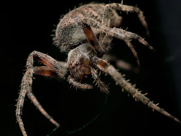 Brown orb weaving spider with black background — Stock Photo, Image