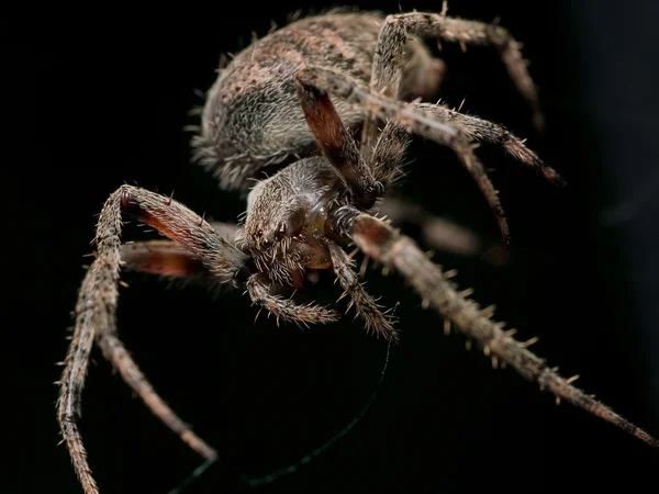 Ragno marrone tessitura sfera con sfondo nero — Foto Stock