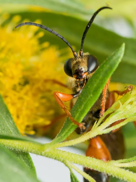 Nagy arany Digger Wasp-levél — Stock Fotó