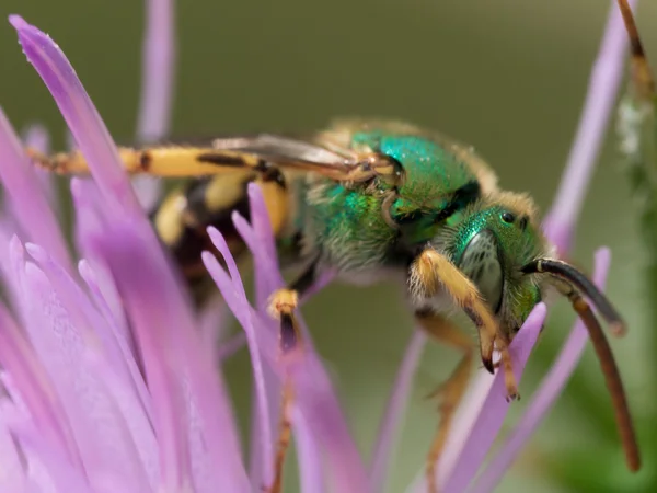 Abeja sudorosa metálica verde sobre cardo púrpura —  Fotos de Stock