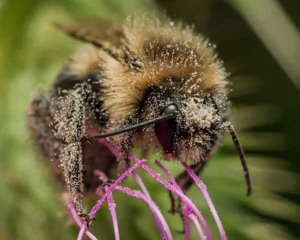 엉망으로 꿀벌 꽃가루 보라색 엉 겅 퀴에 덮여 — 스톡 사진