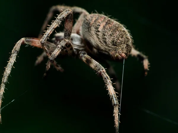 Orb szövés spider Web closeup, fekete háttér határozza — Stock Fotó