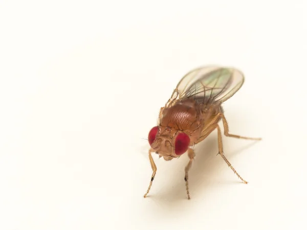 Primer plano de la mosca de la fruta con ojos rojos brillantes en la superficie blanca — Foto de Stock