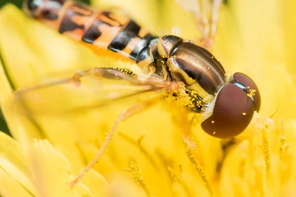 Hoverfly a fényes sárga virágok piros szemmel — Stock Fotó