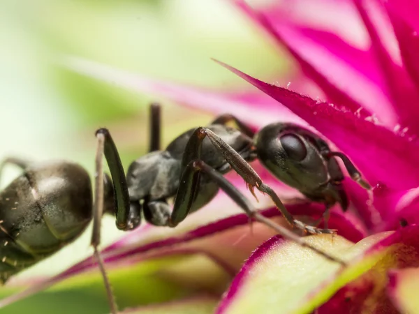 La hormiga negra extrae polen de la flor rosa — Foto de Stock